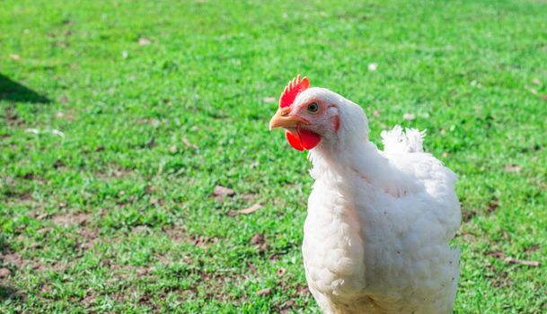 Chickens on the green grass