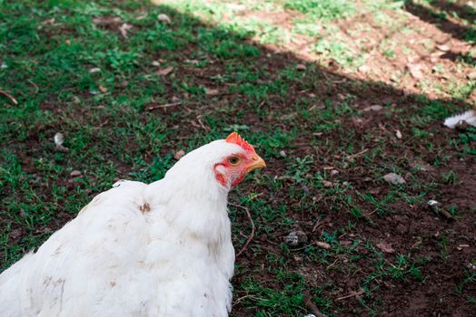 Chickens on the green grass