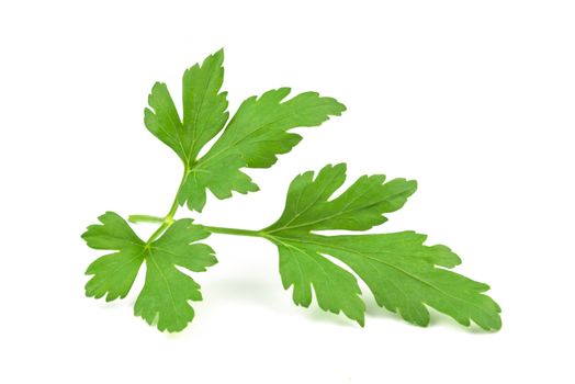 Perfect branch of a fresh parsley isolated o w ahite background in close-up.