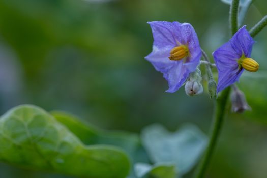 The Select focus Close up Thai Eggplant with flower on green leaf and tree with blur background