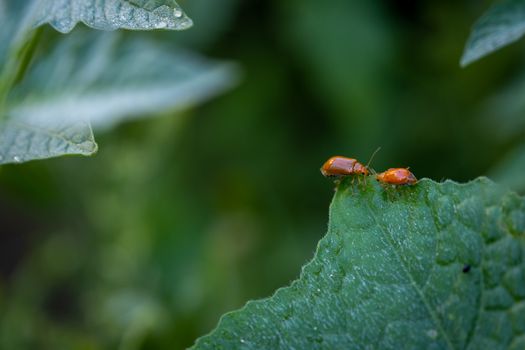 The Couple of ladybugs on a Pumpkin leaves over green background