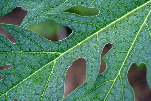 The fresh green leaves of a papaya tree for background use