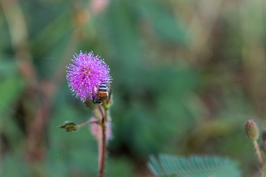 The Closeup to Sensitive Plant Flower, Mimosa Pudica with small bee on blur background