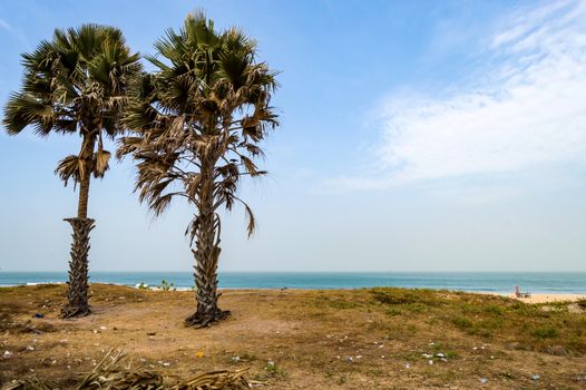Two palm trees on Bijilo Beach in The Gambia, West Africa