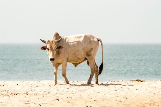 Bull on the beach in the town of Bijilo in western Gambia in Africa