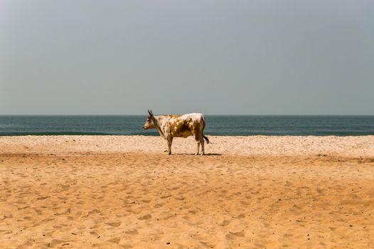 Bull on the beach in the town of Bijilo in western Gambia in Africa