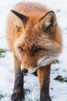 Close up of a fox standing on a snow