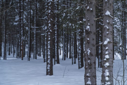 Pines in forest with snow in oslo, Norway in winter