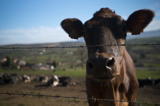 Cow staring at camera behind a fence