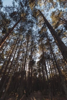 Sunset through the trees in a forest in black and white photo