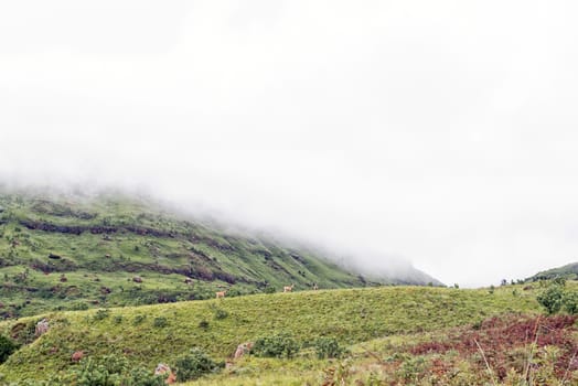 Eland are visible on the slopes of Ploughmans Kop near Mahai