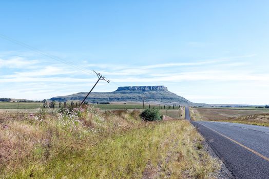 Cosmos flowers and a skewed telephone pole next to road R74 in the Free State Province