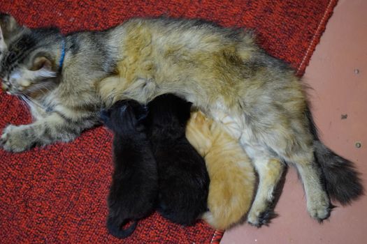 Cat mom feeds kittens milk. Kittens and a cat lie on the carpet