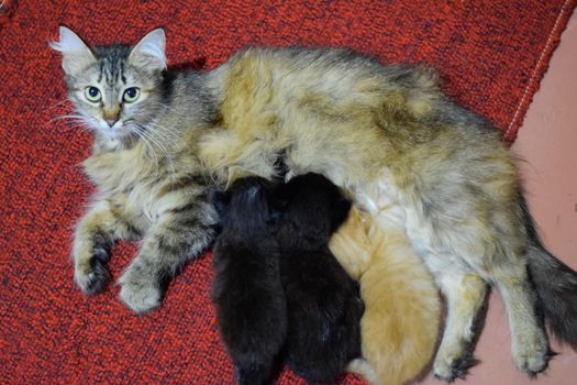 Cat mom feeds kittens milk. Kittens and a cat lie on the carpet