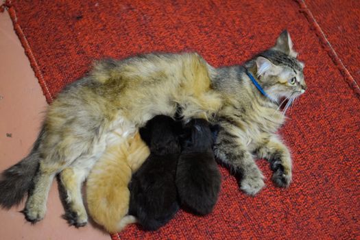 Cat mom feeds kittens milk. Kittens and a cat lie on the carpet
