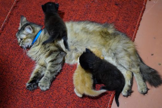 Cat mom feeds kittens milk. Kittens and a cat lie on the carpet