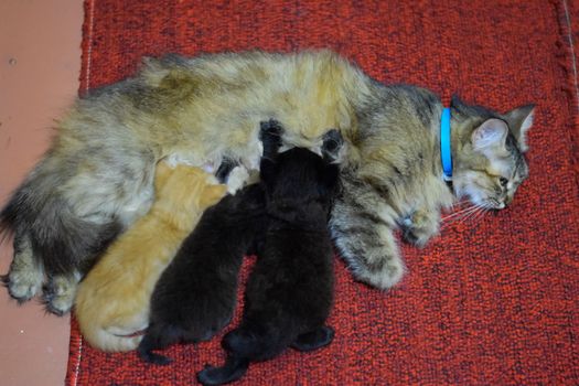 Cat mom feeds kittens milk. Kittens and a cat lie on the carpet