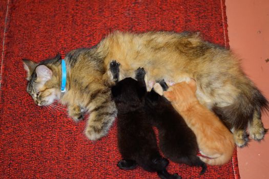 Cat mom feeds kittens milk. Kittens and a cat lie on the carpet