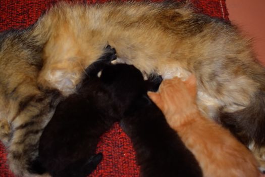 Cat mom feeds kittens milk. Kittens and a cat lie on the carpet