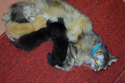 Cat mom feeds kittens milk. Kittens and a cat lie on the carpet