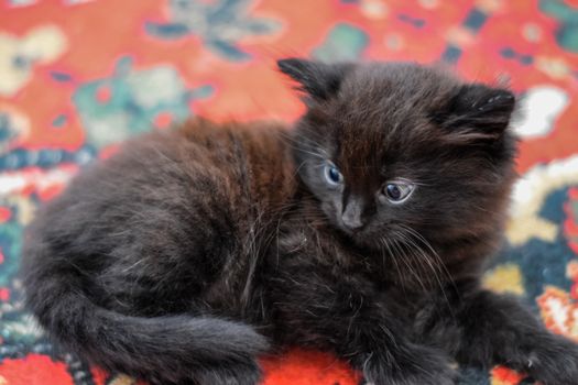 Fluffy black kitten on the carpet on the floor.