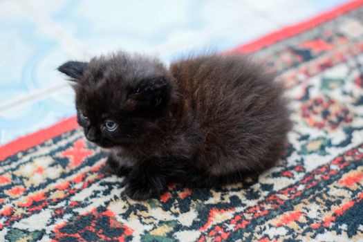 Fluffy black kitten on the carpet on the floor.