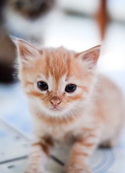 little red kitten on the floor, sitting and staring at the camera.