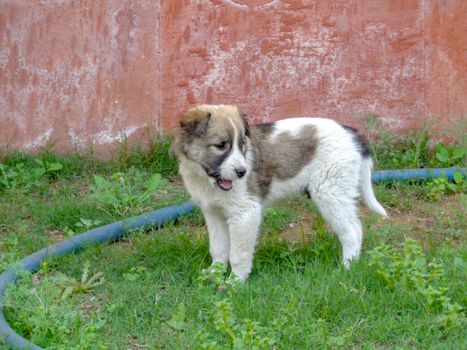 Stray dog cute puppy playing running in the lawn