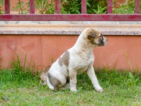 Stray dog cute puppy playing running in the lawn