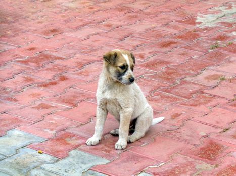 Stray dog cute puppy seating in the lawn