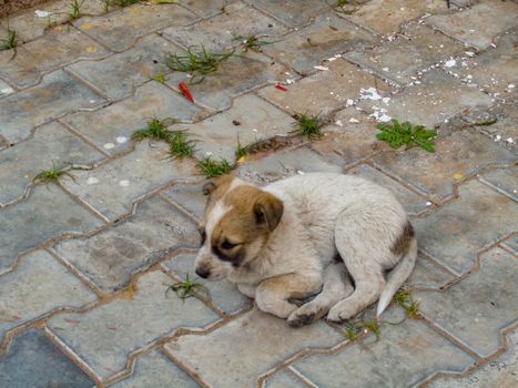 Stray dog cute puppy seating in the lawn