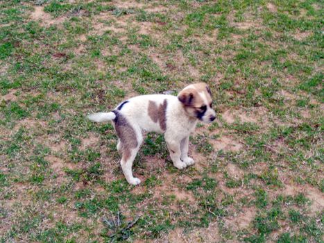 Stray dog cute puppy playing running in the lawn