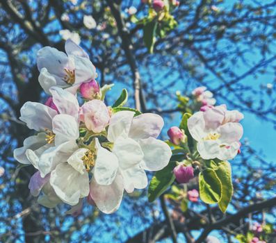 Blooming apple tree flowers in spring as floral background, nature and agriculture