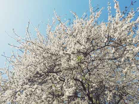 Blooming apple tree flowers in spring as floral background, nature and agriculture