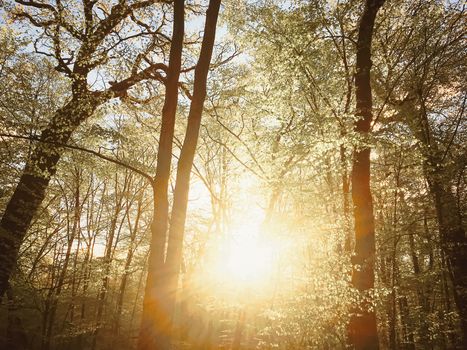 Spring forest landscape at sunset or sunrise, nature and environment