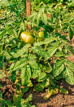 two ripening green tomatoes in the garden closeup