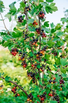 bush of black currants in the garden on summer closeup