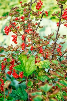 bush of red currants in the garden on summer closeup