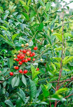 cherry with ripe berries branch on sunny summer day closeup