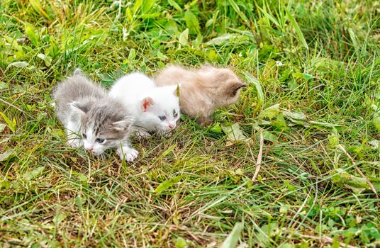 three kittens walking on grass in the garden on summer day