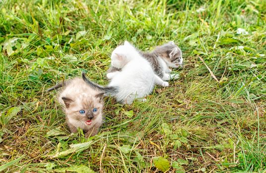 three kittens walking on grass in the garden on summer day