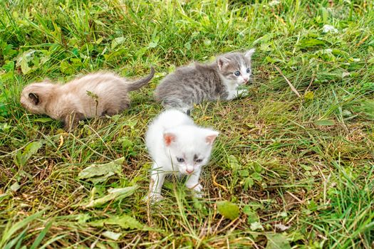 three kittens walking on grass in the garden on summer day