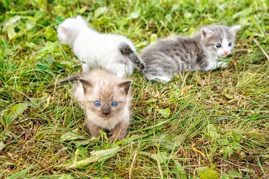 three kittens walking on grass in the garden on summer day