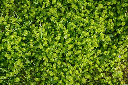 Green meadow of curly shallow and juicy grass under bright light.