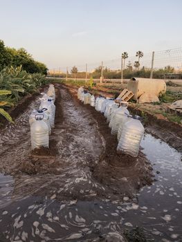 Field sown with plastic bottles, ecology, climate change