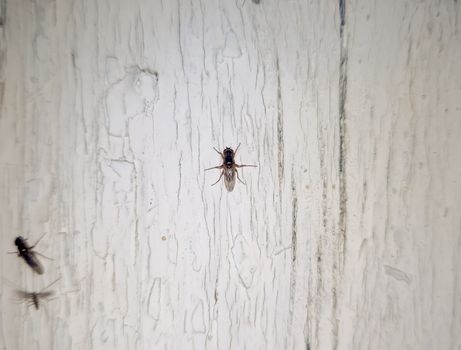 A little fly is sitting on a white board. Nocturnal insects.