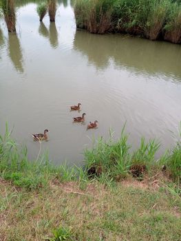 Female ducks swim in the pond. A pond with ducks.