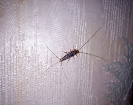 Insect silverfish on old wallpaper. paper pest.