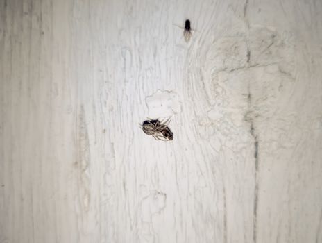 Spider crusader caught a fly and eats. Spider Predator