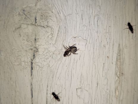 Spider crusader caught a fly and eats. Spider Predator
